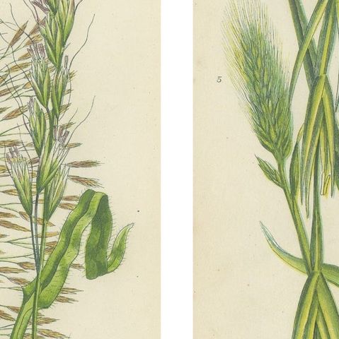 Antique Botanical Engravings of Grass and Rush Species, 1873, close-up 2