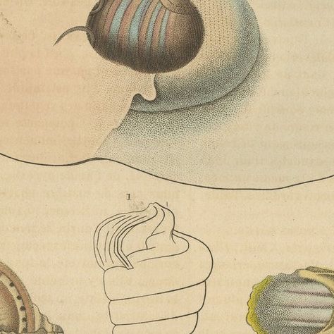 Shell Spectacular: A Collection of Mollusk Shells Engraved and Handcolored, 1845, close-up 6