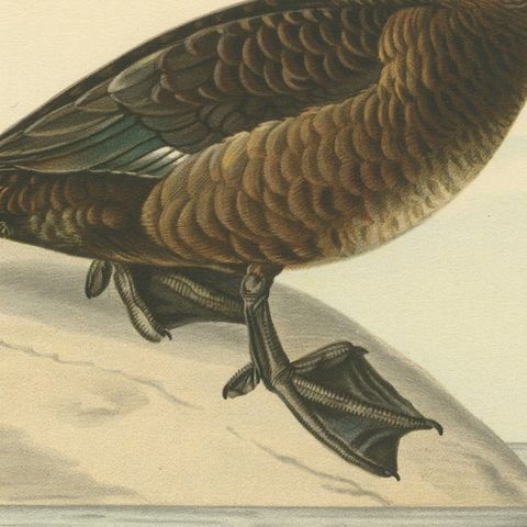 Quietude by the Shore: Female Tufted Duck by Magnus von Wright, 1929, close-up 4