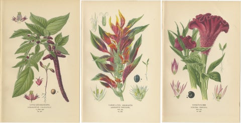 1897 Botanical Prints, Love-Lies-Bleeding, Variegated Amaranth, and Cockscomb, view 5