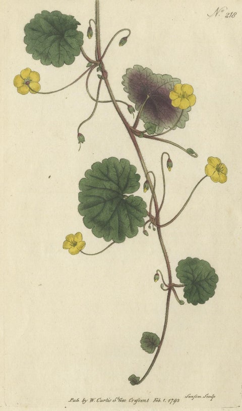 Antique Botany Print of the Trailing Disandra, close-up 2