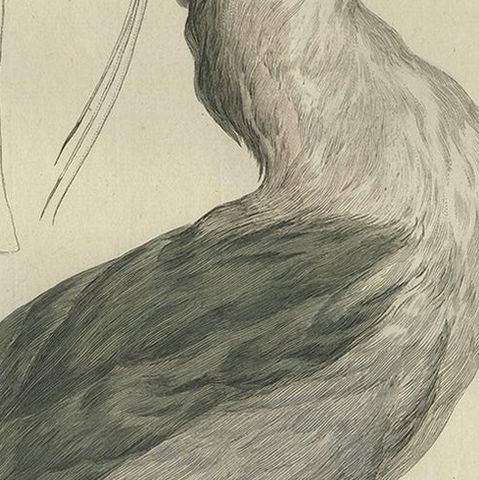 Antique Bird Print of the Black-Crowned Night Heron by Sepp & Nozeman, 1789, close-up 1