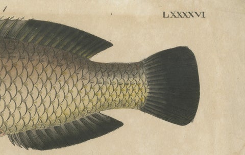 Two Species of Wrasse Fish, Hand-Colored Engraving, c.1780, close-up 5