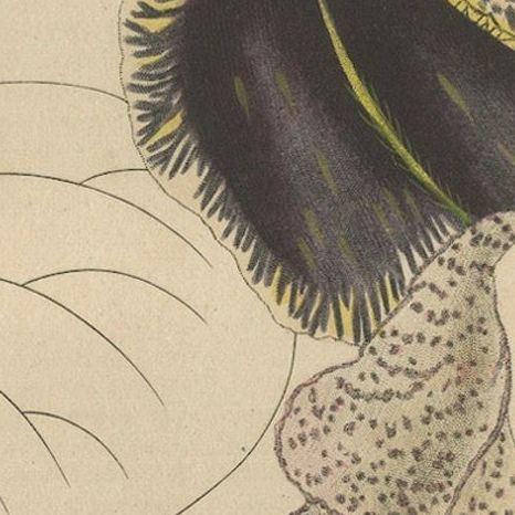 Antique Botanical Print of Aristolochia à Fleurs Labellées - 19th Century, close-up 6