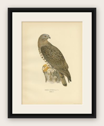 Antique Bird Print of the Honey Buzzard by Von Wright, 1929, shown framed