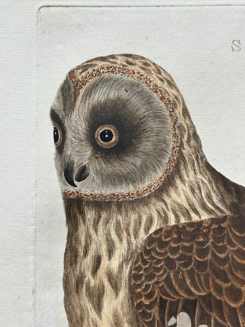 Strix Ulula, Hand-Coloured Engraving of Short-Eared Owl with Eggs, 1770–1829, view 9