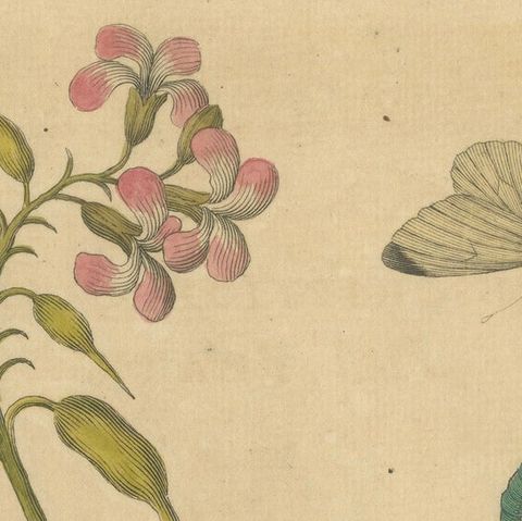Butterfly Life Cycle on Flowering Plant, Albin Hand-Colored Engraving, ca.1720, close-up 4
