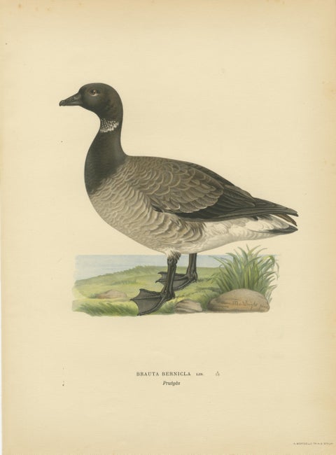 Antique Scandinavian Goose Lithographs Set of 4, Svenska Fåglar, Sweden 1929, view 2