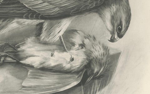 Antique Merlin Falcon with Prey Print by Lilian M. Medland, 1908, close-up 3