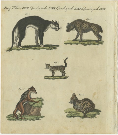 Striking 1805 Hand-Colored Engraving of Wild Cats and Predatory Mammals, view 2