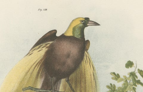 Greater Bird of Paradise Male & Female Hand-Colored Lithograph, c.1875, close-up 5