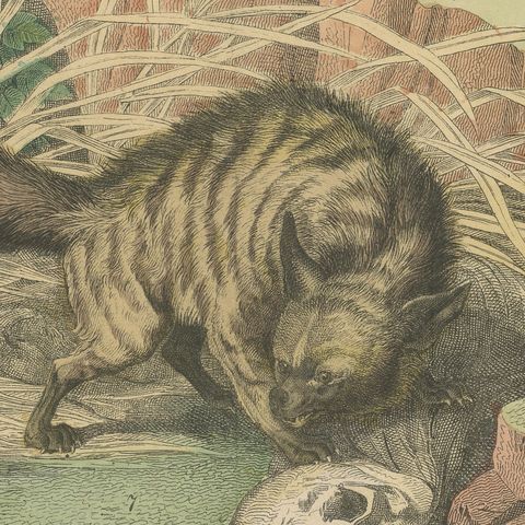 Antique Grizzly and Black Bear Print with Wolf, Fox and Raccoon, circa 1890, close-up 5