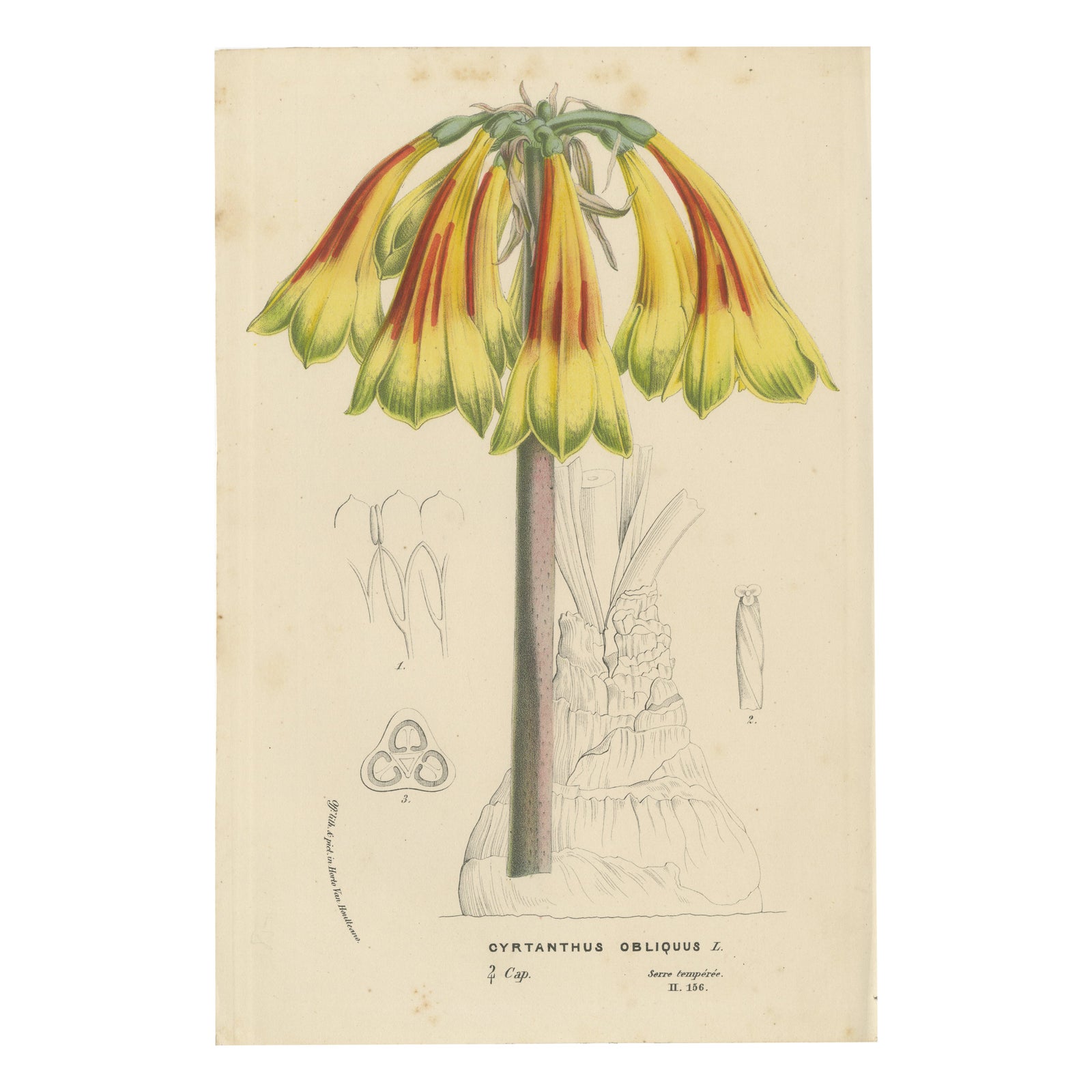 Fiery Elegance: The Fire Lily in Vintage Botanical Art, circa 1875