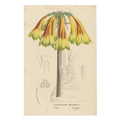 Fiery Elegance: The Fire Lily in Vintage Botanical Art, circa 1875