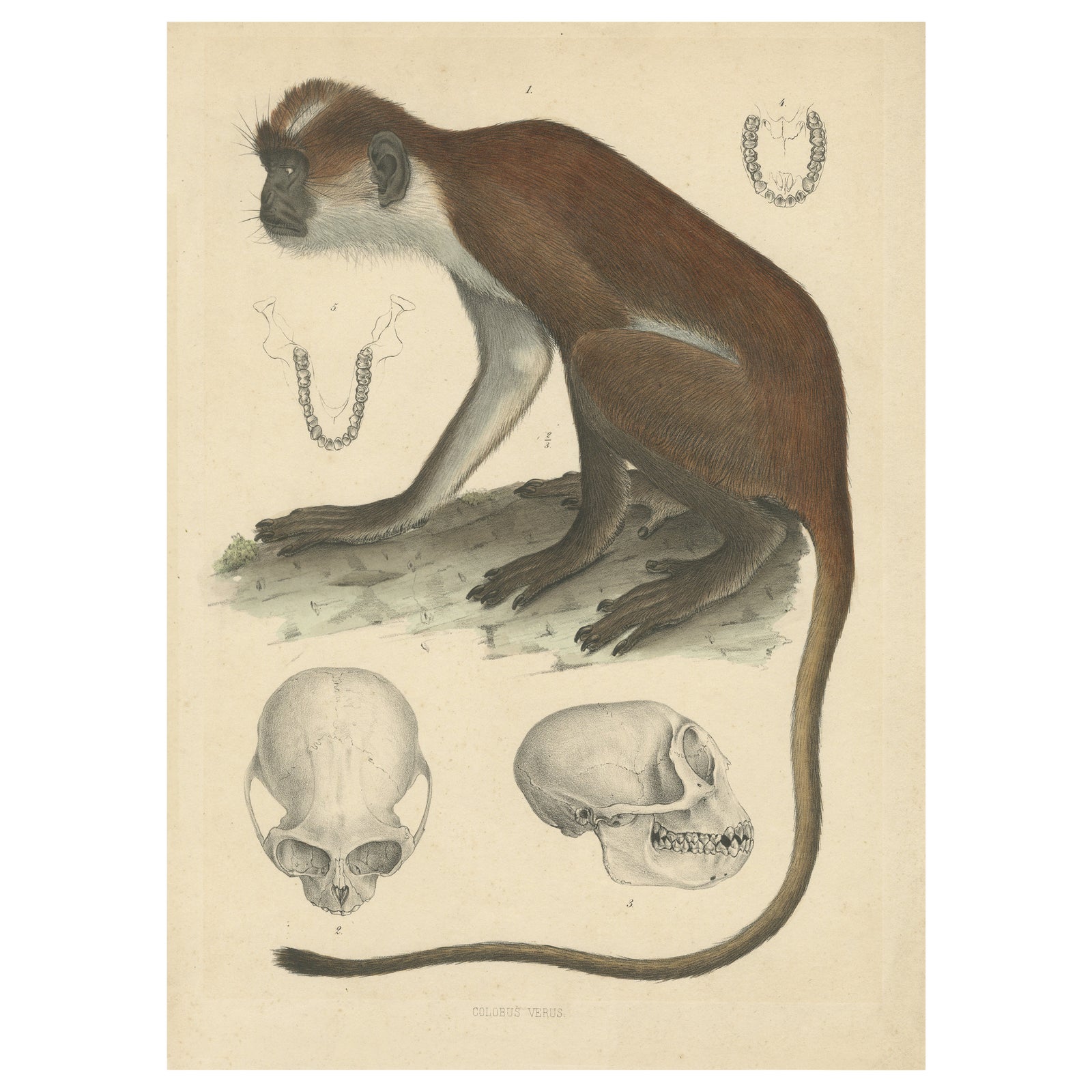 Rare Vintage Print: Olive Colobus Monkey - Natural History Art, circa 1853