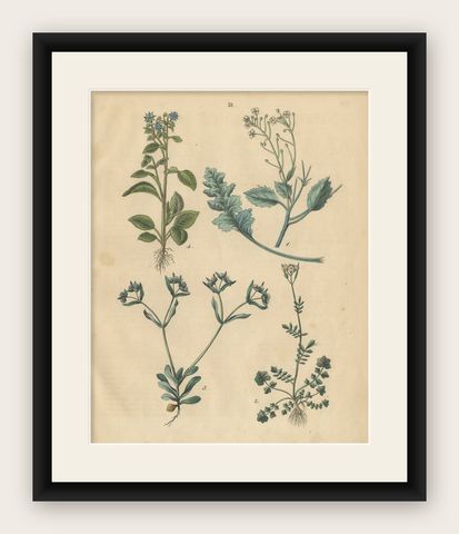 Antique Wildflower Botanical Print, Borage and Field Plants, Germany 1852, shown framed