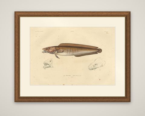 Antique Ichthyology Print, Cusk Fish (Le Brosme) from Gaimard Voyage, 1842, shown framed