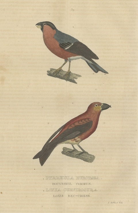 Old Hand-Colored Bird Print of a Bullfinch and a Common Crossbill, 1845, close-up 1