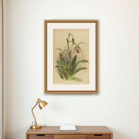 Antique Botanical Print, Exotic Orchid Selenipedium Hybridum Grande, c.1888, shown framed on a wall