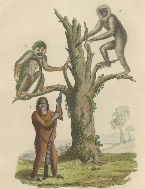 Old Print of a Red or Asiatic Orangoutan, Javan Silvery Gibbon and Green Monkey, close-up 2