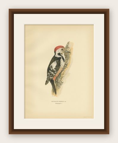 Antique Bird Print of the Male Middle Spotted Woodpecker by Von Wright, 1927, shown framed