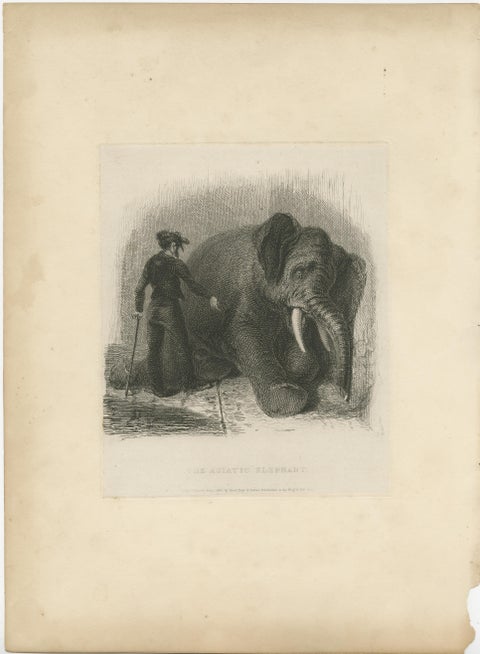 Antique Animal Print of an Asian Elephant, view 2