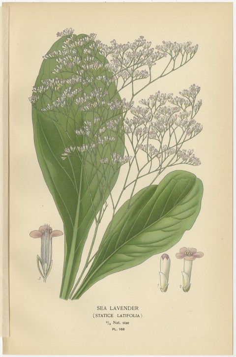 1897 Antique Botanical Prints, Azalea, Heath Varieties and Sea Lavender, view 5