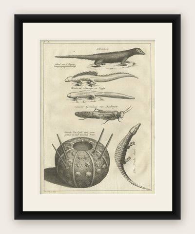 Antique Engravings of Lizards, Locust, Mongoose and a Sea Urchin, 1773, shown framed