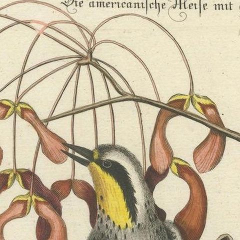 Engraving of The American Tit Bird with Yellow Throat in Old Handcoloring, 1749, close-up 5