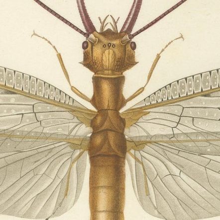 Antique Dragonfly Engraving, Corydale Cornu, French Neuropteres Print c.1800, close-up 4
