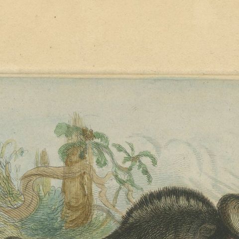 Antique Animal Print of a Gnu or Wildebeest, close-up 1