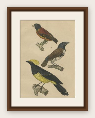 Antique Bird Print Showing A Sultan Tit, a Cuban Finch and a Magpie Mannikin, shown framed