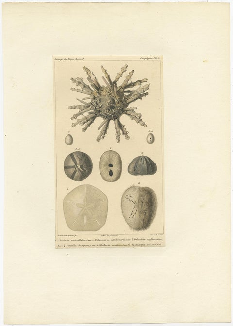 Old Print of the Sand Dollar and Other Sea Urchins, c.1829, view 2