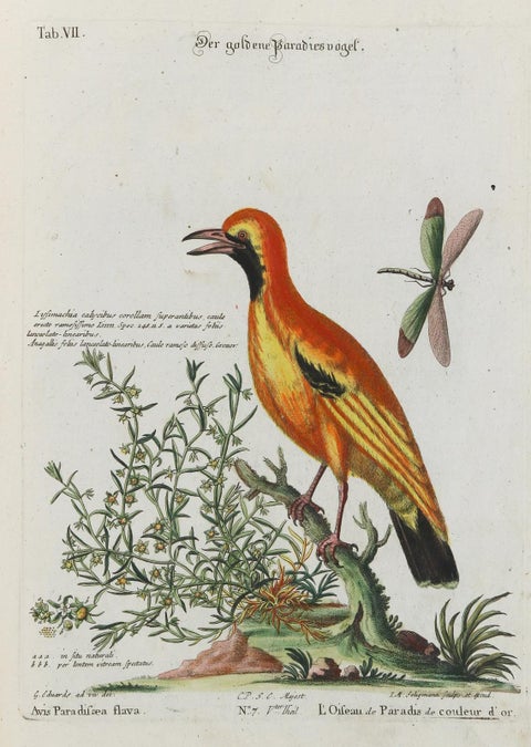 Stunning Birds of Paradise from Seligmann's Rare Birds Collection (1770-1773), view 4