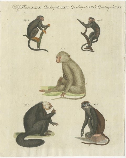 Set of three Antique Prints of various Monkeys, also including Maki, view 4