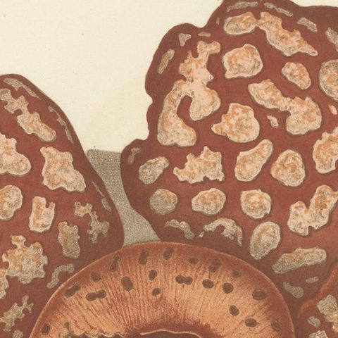 Antique Botany Print of the Rafflesia Hasseltii by Brill, '1884', close-up 1