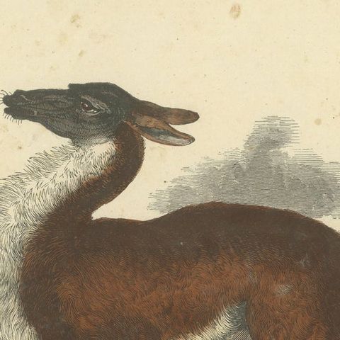 Das gemeine Lama (Common Llama) - Hand-Colored Zoological Print, Circa 1840, close-up 5