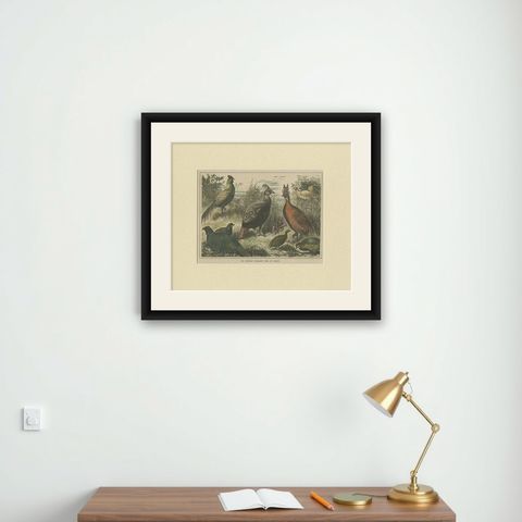 Antique Bird Print of the Himalayan Monal, '1879', shown framed on a wall