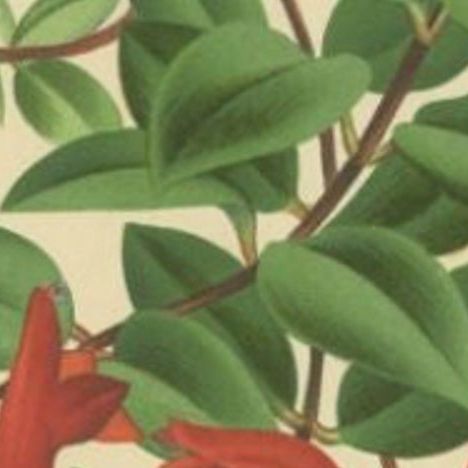 Antique Print of the Lipstick Plant, c.1880, close-up 2