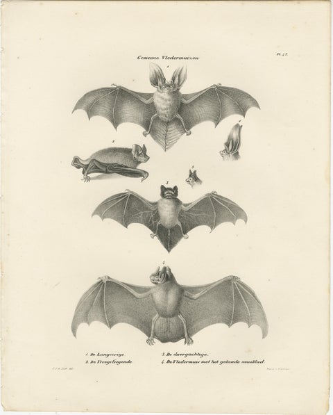 Anatomical Studies of Bats from 'The Mammals' Natural History Lithographs, 1836, view 3