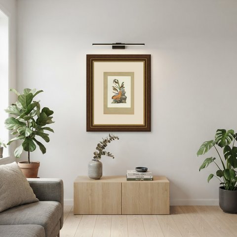 Guianan Cock-of-the-Rock, Brazilian Bird Print, Descourtilz, 1944, shown framed on a wall