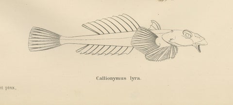 Common Dragonet - Graceful Hand-Coloured Scandinavian Fish Lithograph, 1895, close-up 2