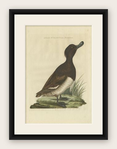 Female Tufted Duck Antique Bird Print by Sepp & Nozeman, circa 1797, shown framed