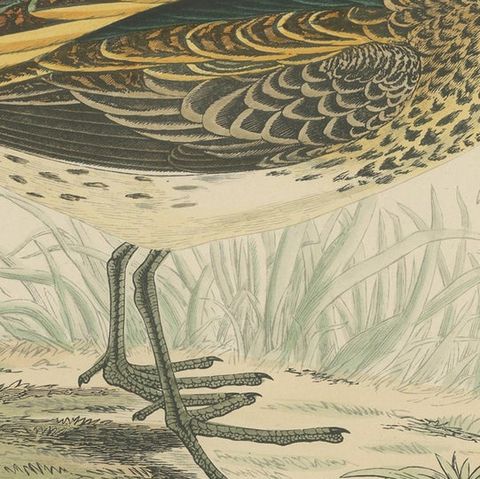 Original Antique Bird Print of a Jack Snipe, close-up 2