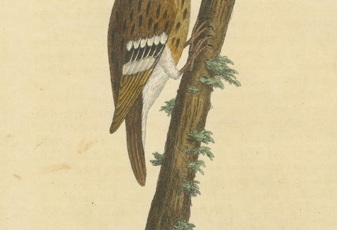 Antique Hand-Colored Engraving of A Hamburgh Treecreeper by Eleazar Albin, 1735, close-up 5