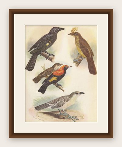 Antique Print of the Archbold's Bower-Bird, Crested Golden Bird and Other, 1950, shown framed
