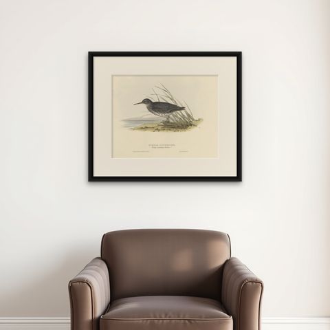 Antique Bird Print of the Purple Sandpiper by Gould, 1832, shown framed on a wall