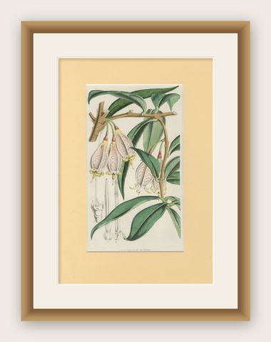 A Rare Botanical Study of Exotic Flora by Hoola van Houten, 1847, shown framed