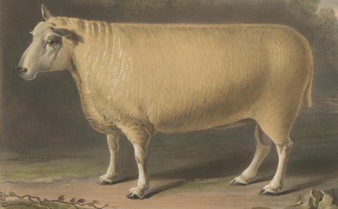 Old Lithograph of a Ram of the New Leicester Breed - 1841, close-up 2