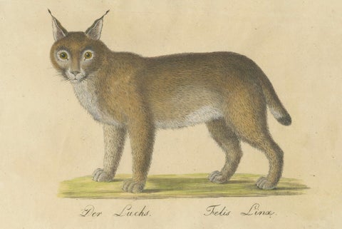 Serval and Eurasian Lynx Natural History Lithograph, Brodtmann, 1816, close-up 4